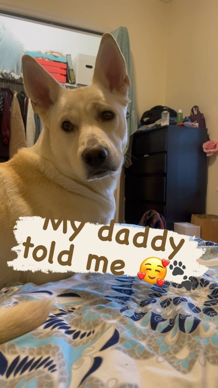 Post 7 by Milo | Pet Influencer on Instagram (video)