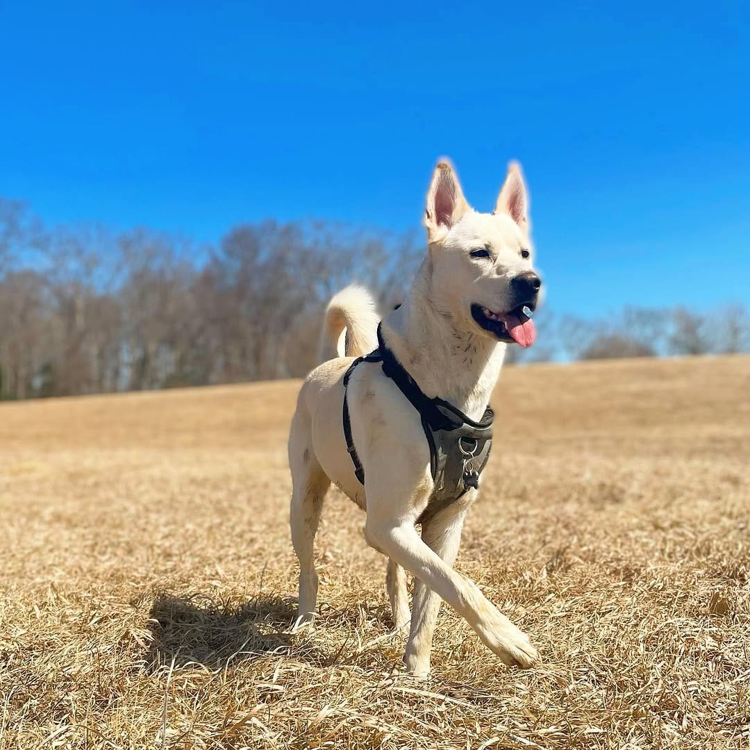 Post 10 by Milo | Pet Influencer on Instagram (image)