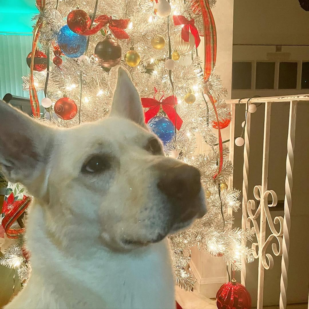 Post 3 by Milo | Pet Influencer on Instagram (image)