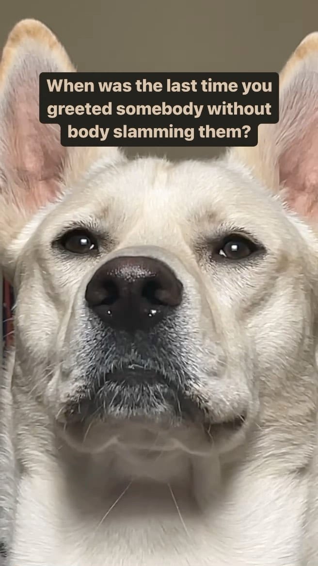 Post 8 by Milo | Pet Influencer on Instagram (video)