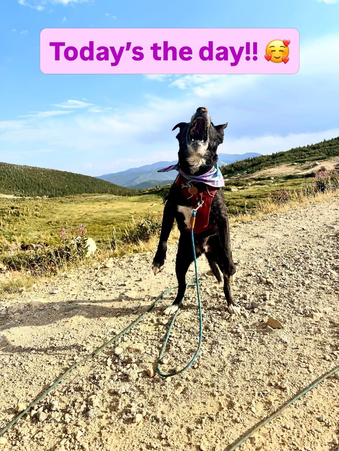 Post 5 by Kristin & Fenway on Instagram (image)