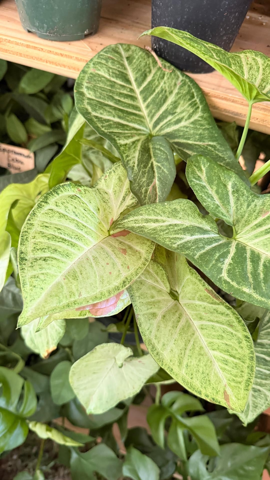 Post 3 by Groovy Growing on Instagram (video)