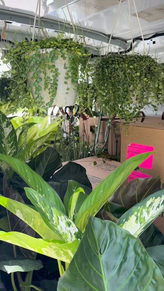 Post 2 by Groovy Growing on Instagram (video)