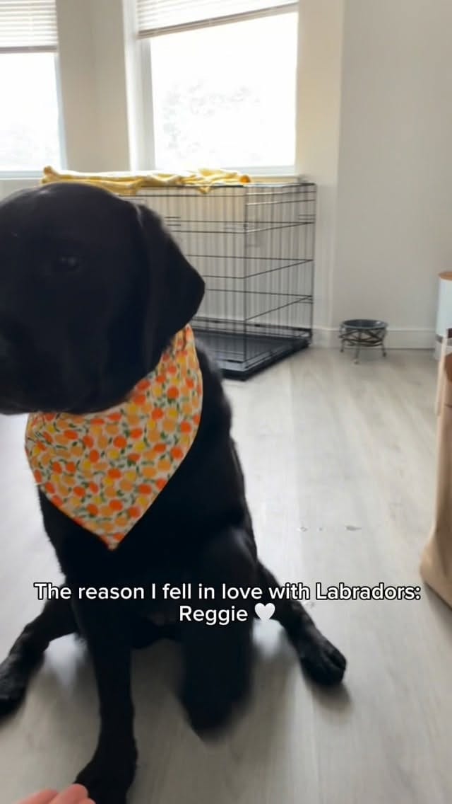 Post 6 by Luna 🌙 on Instagram (video)
