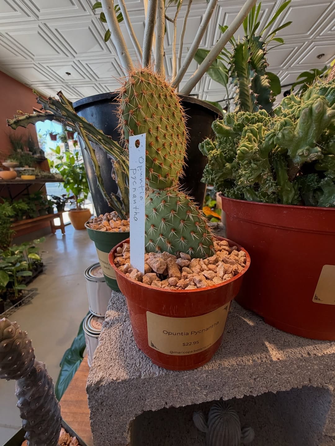 Post 4 by Maricopa Botanicals on Instagram (carousel)
