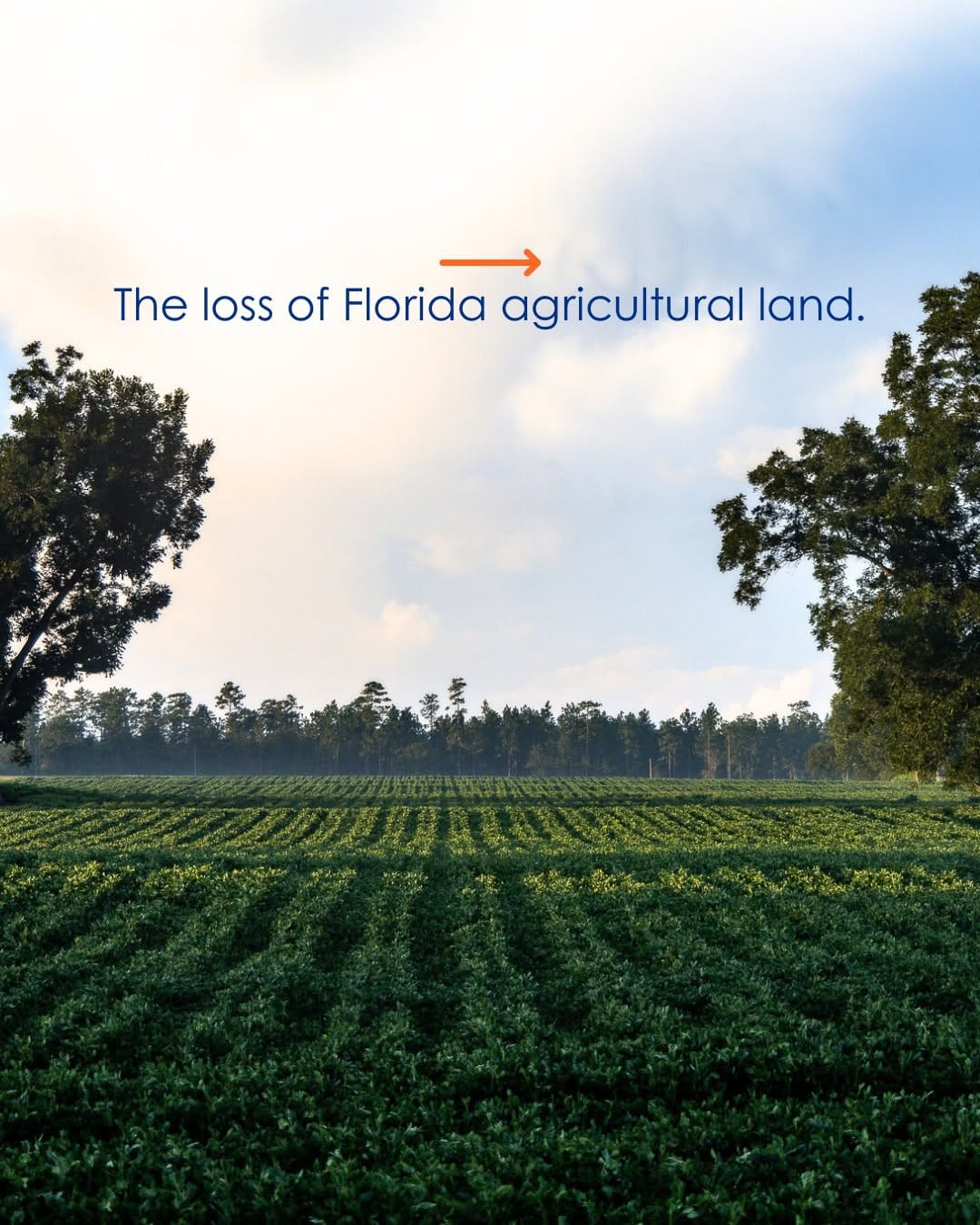 Post 10 by Florida Farm Bureau on Instagram (carousel)
