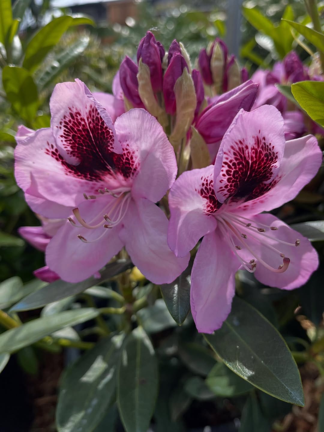 Post 2 by West Seattle Nursery on Instagram (carousel)