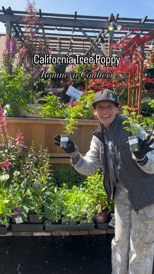 Post 3 by West Seattle Nursery on Instagram (video)