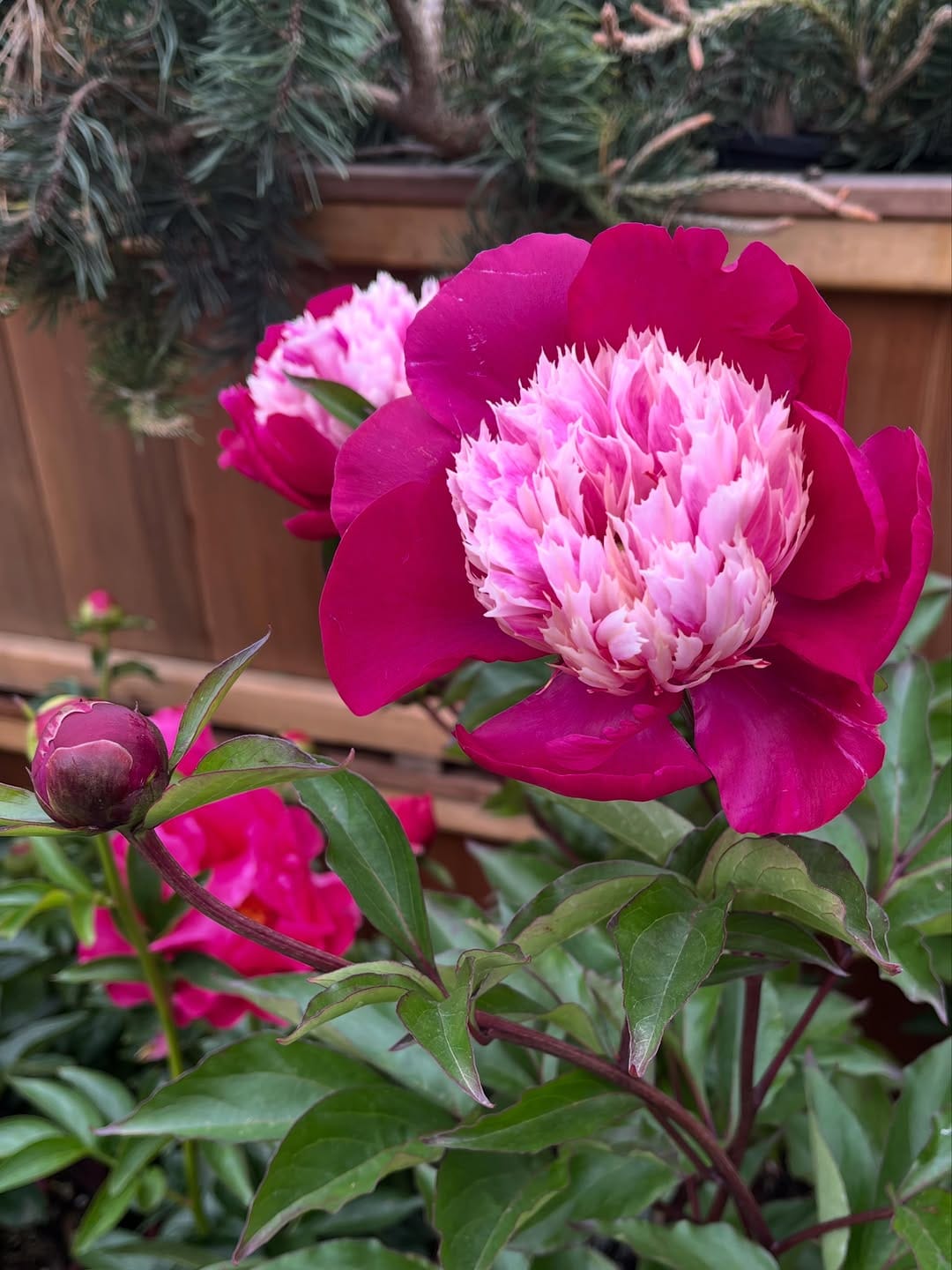 Post 7 by West Seattle Nursery on Instagram (carousel)