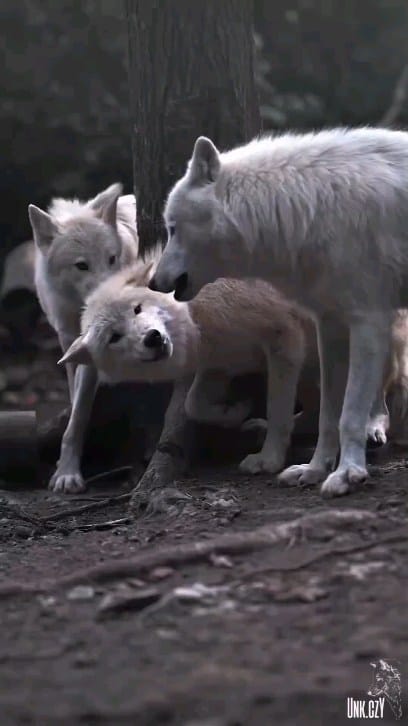 Post 8 by WOLFIE on Instagram (video)