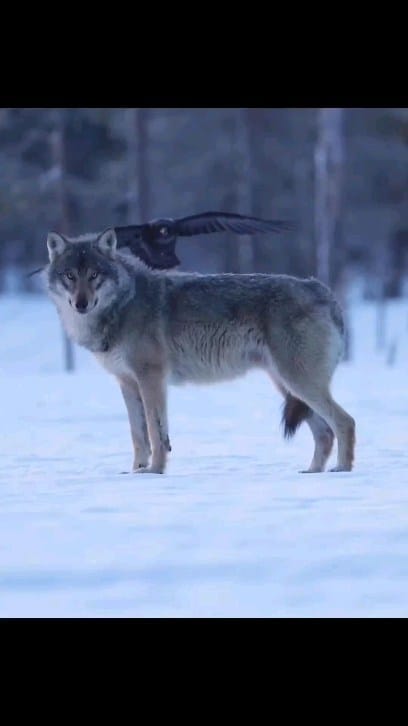 Post 7 by WOLFIE on Instagram (video)