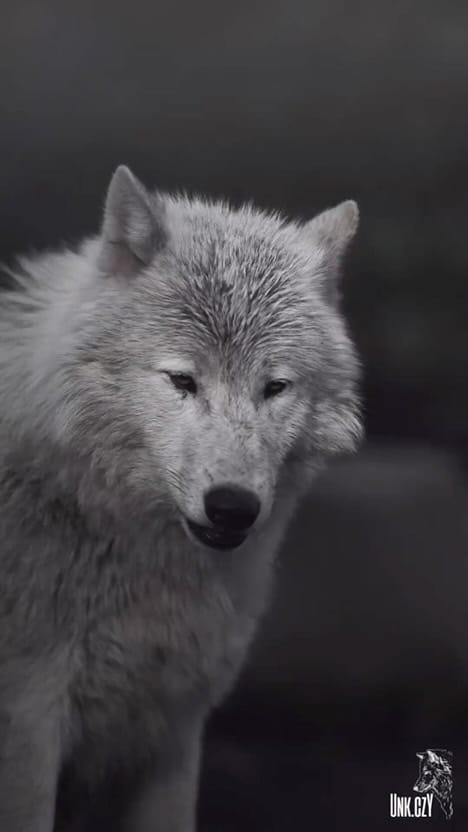 Post 5 by WOLFIE on Instagram (video)
