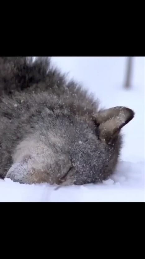 Post 6 by WOLFIE on Instagram (video)