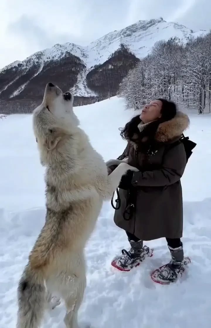 Post 10 by WOLFIE on Instagram (video)