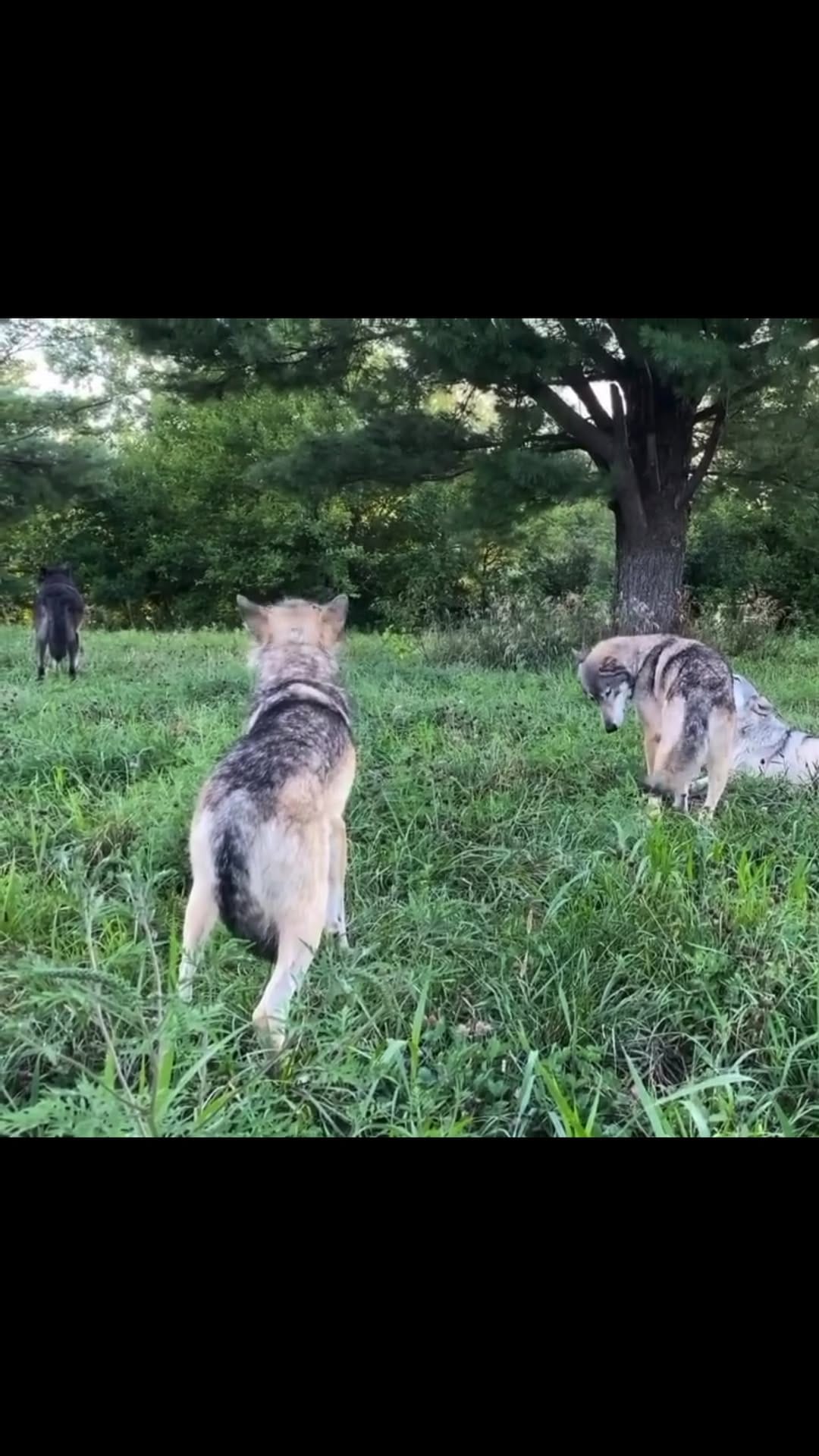 Post 1 by WOLFIE on Instagram (video)