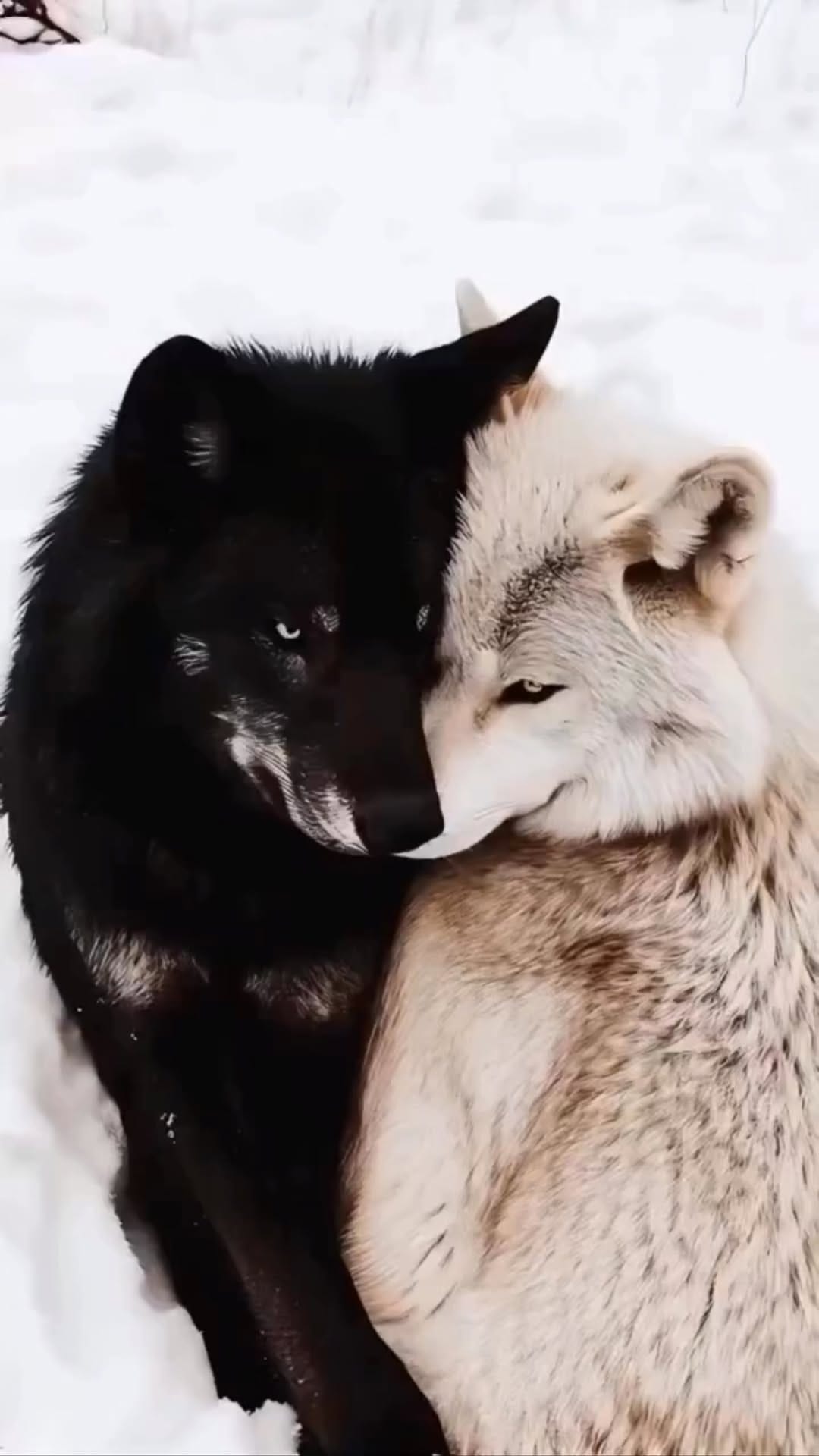 Post 2 by WOLFIE on Instagram (video)