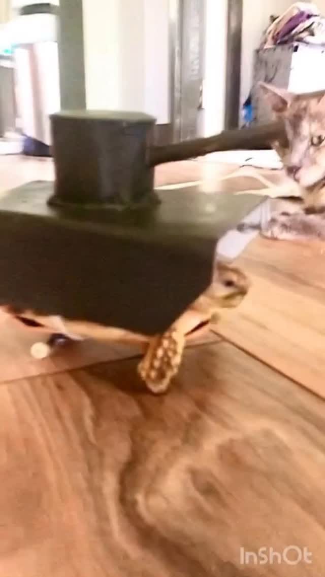 Post 9 by Tucker on Instagram (video)