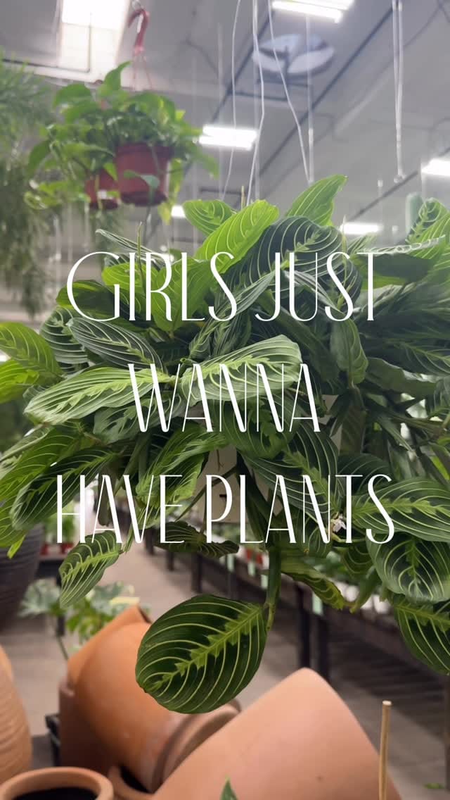 Post 2 by Terra Bella Nursery, Inc. on Instagram (video)