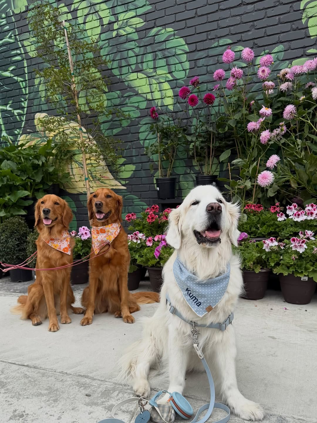 Post 1 by Terra Bella Nursery, Inc. on Instagram (carousel)