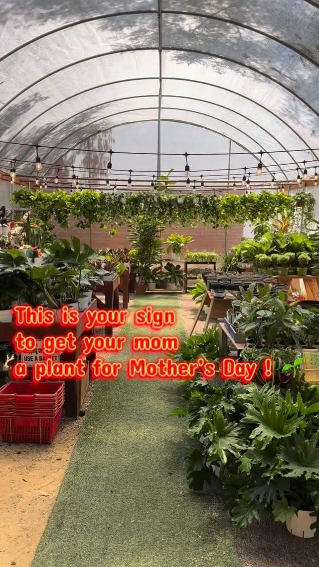 Post 1 by Let Us Plantify Your Life! on Instagram (video)