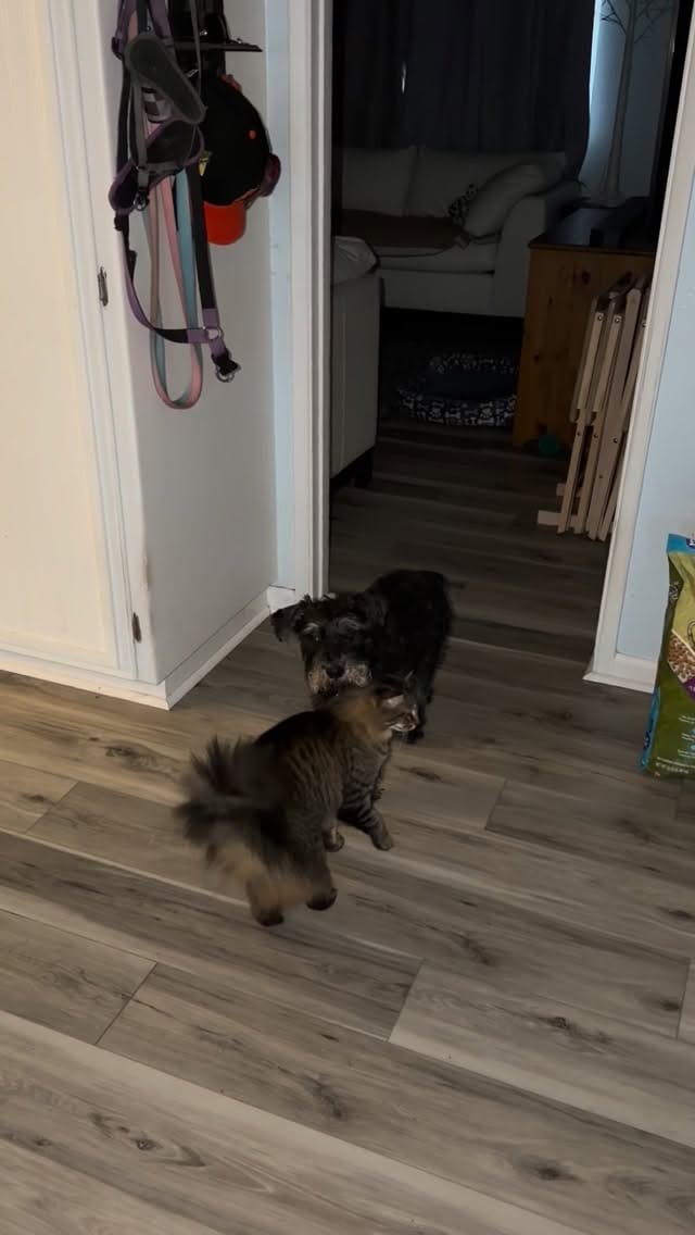 Post 6 by Jenn McKinlay on Instagram (video)