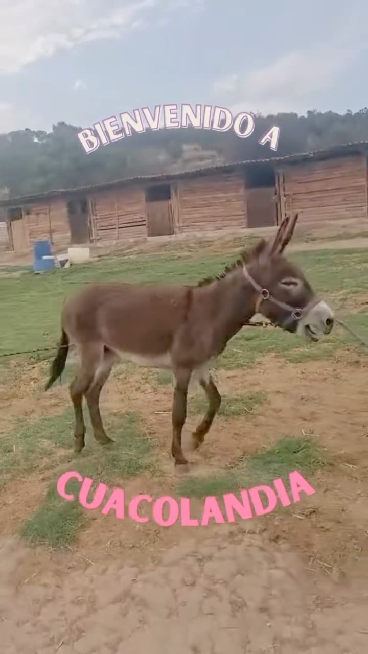 Post 3 by Cuacolandia on Instagram (video)