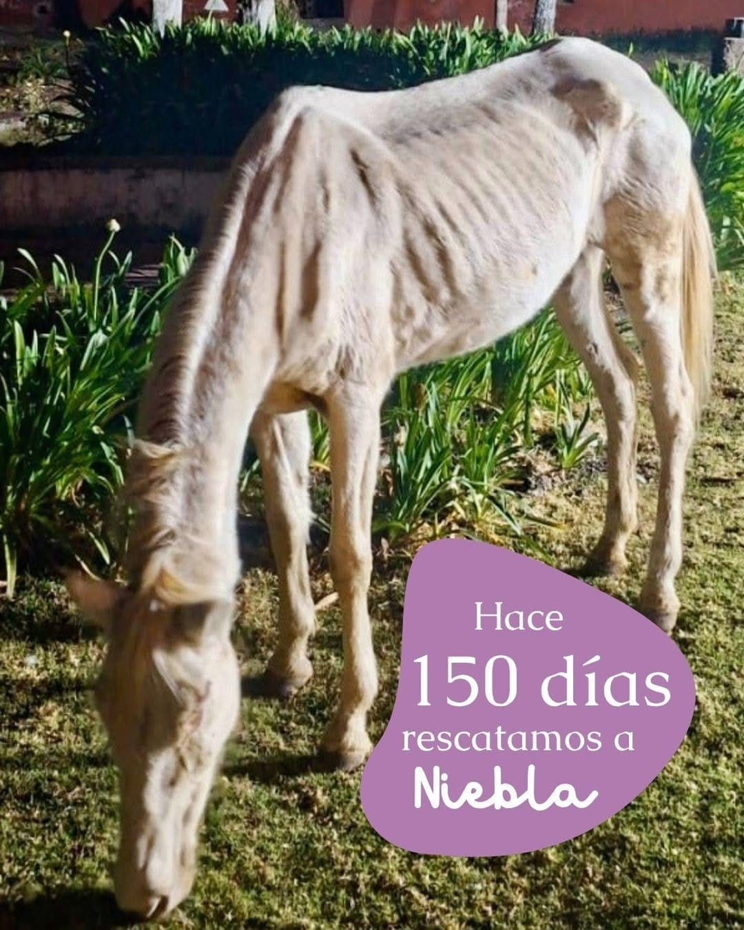 Post 2 by Cuacolandia on Instagram (carousel)