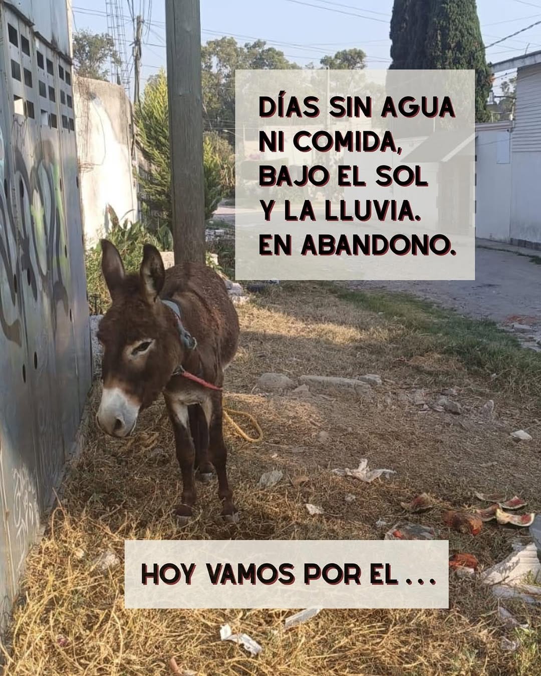 Post 7 by Cuacolandia on Instagram (carousel)
