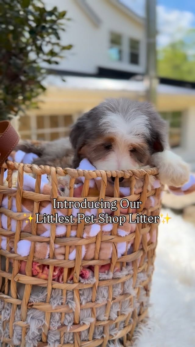 Post 8 by Tina Schultheis on Instagram (video)
