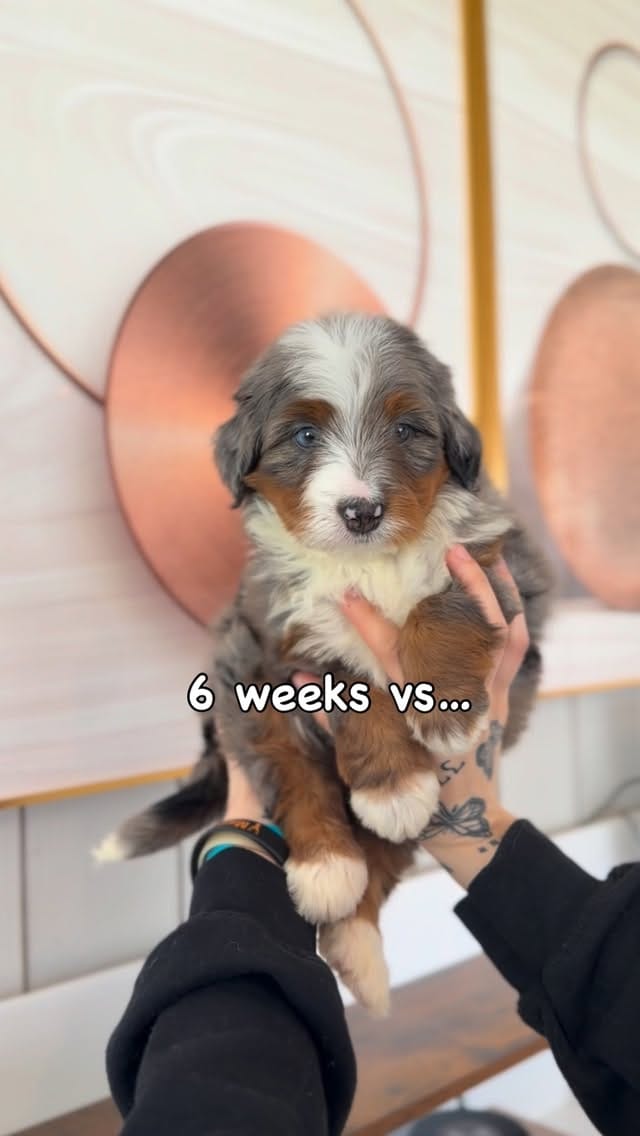Post 1 by Tina Schultheis on Instagram (video)
