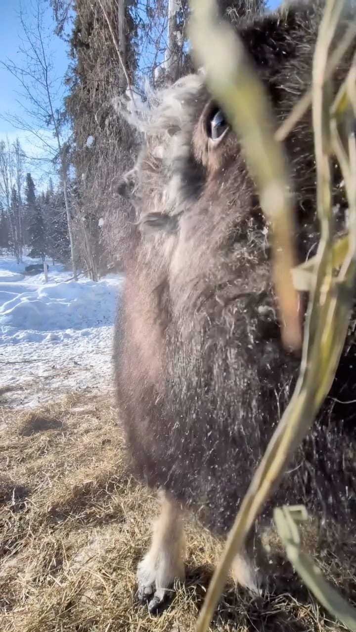 Post 5 by Large Animal Research Station on Instagram (video)