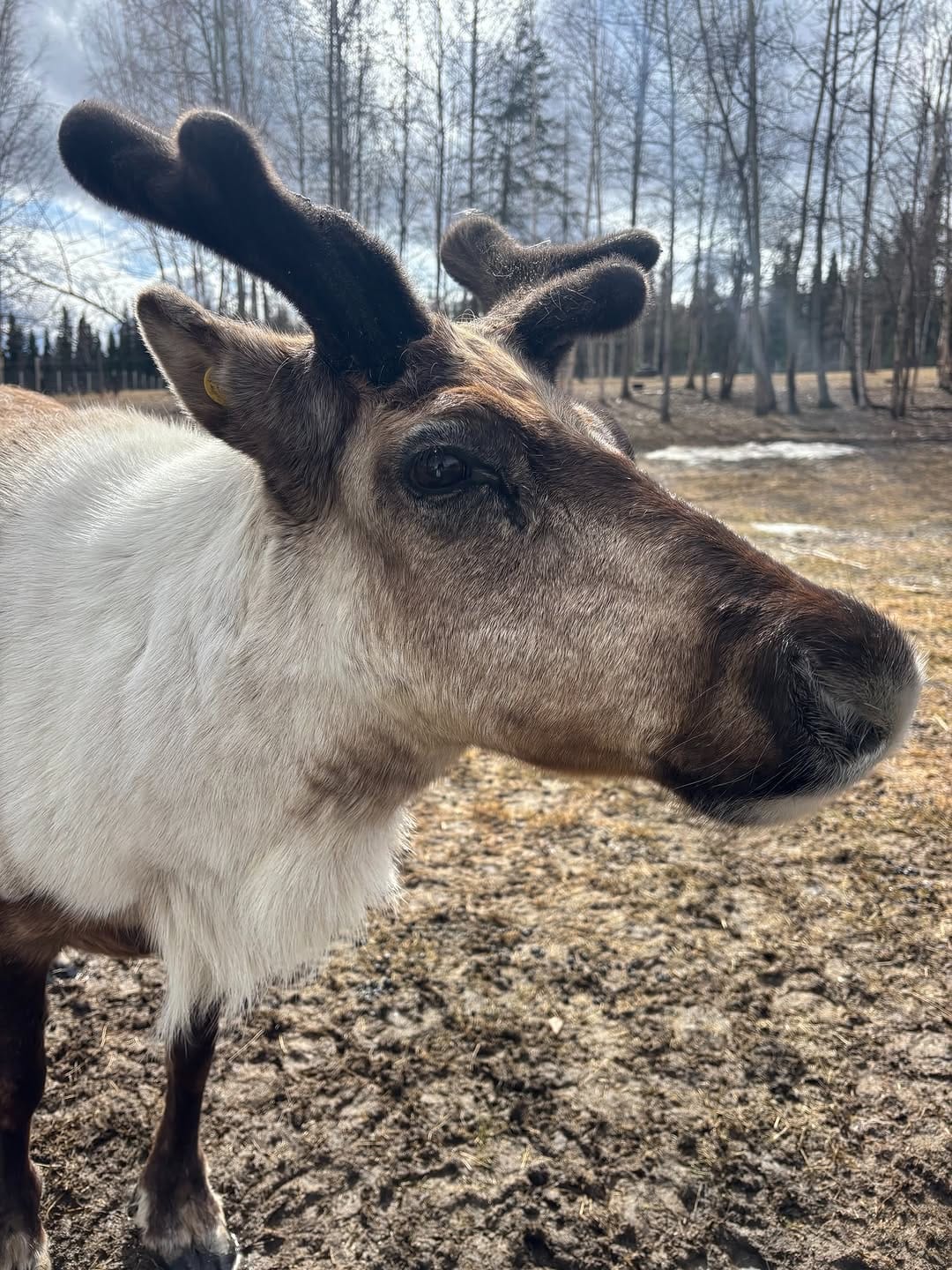 Post 1 by Large Animal Research Station on Instagram (image)