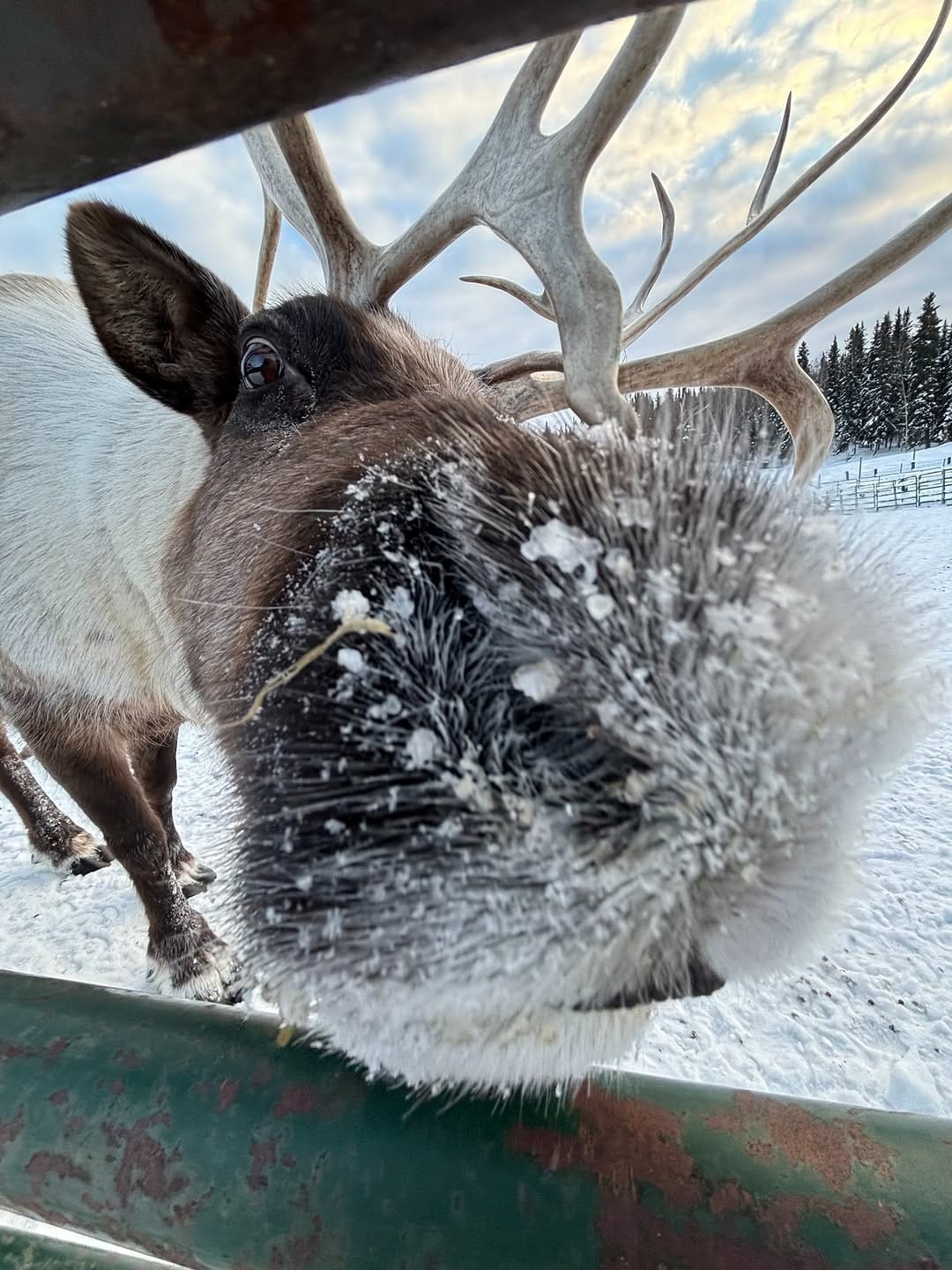 Post 7 by Large Animal Research Station on Instagram (image)
