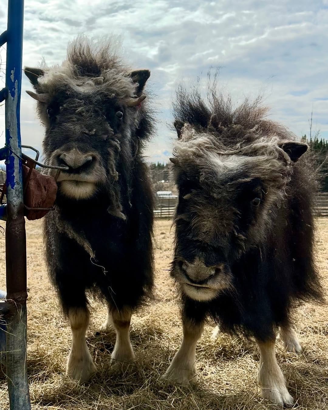 Post 2 by Large Animal Research Station on Instagram (image)