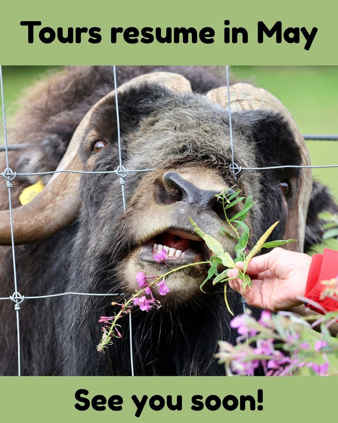 Post 6 by Large Animal Research Station on Instagram (image)