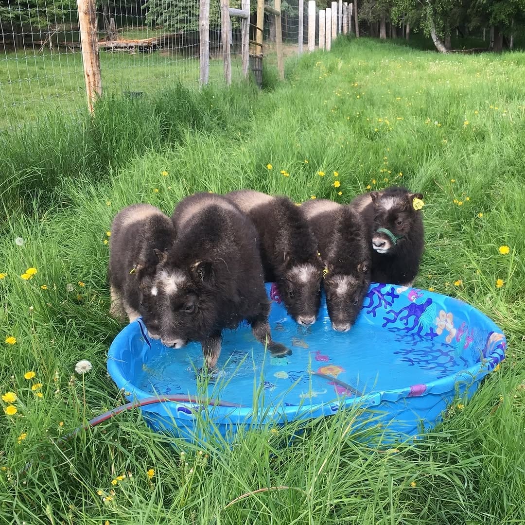 Post 10 by Large Animal Research Station on Instagram (carousel)
