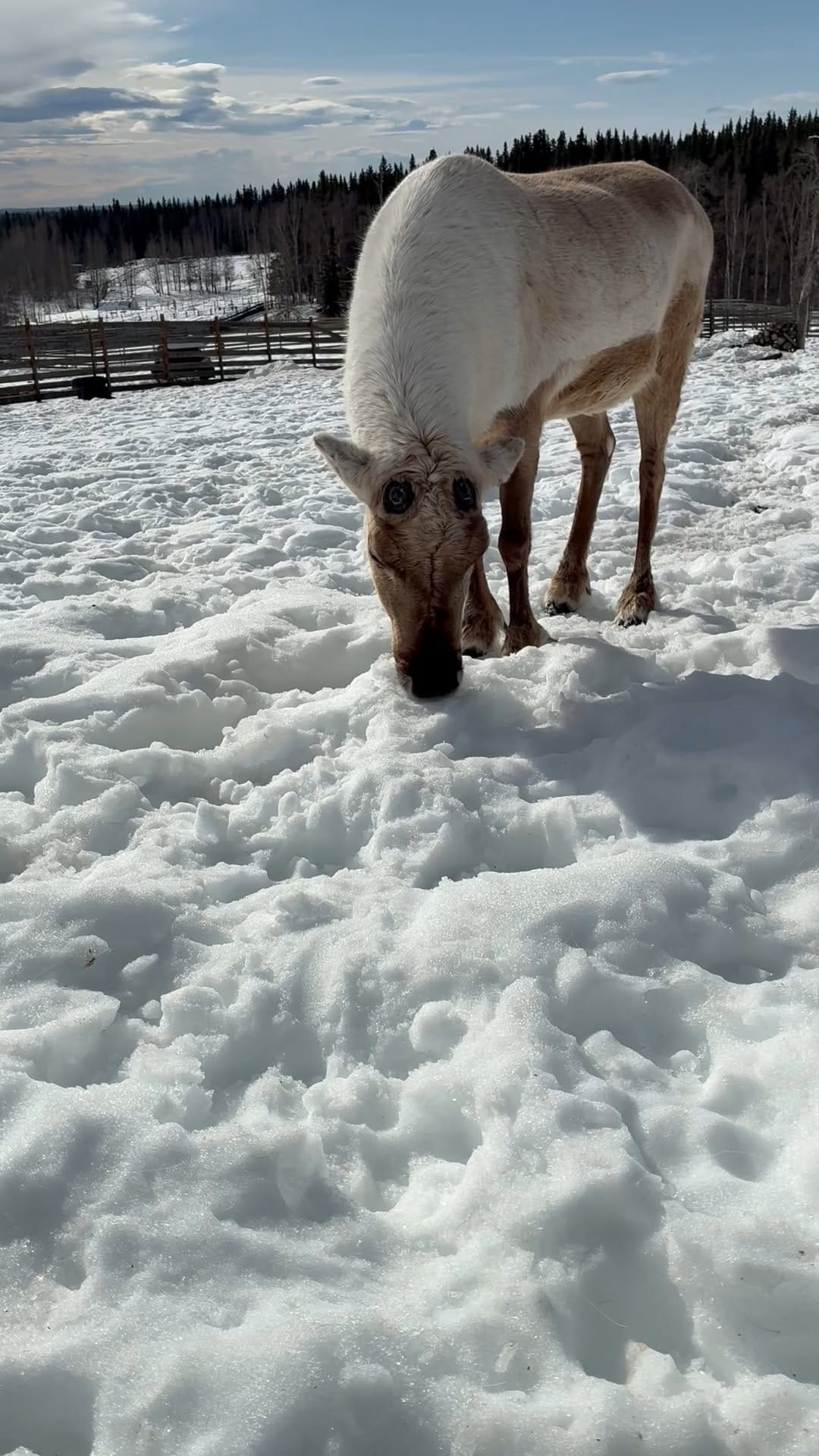 Post 4 by Large Animal Research Station on Instagram (video)