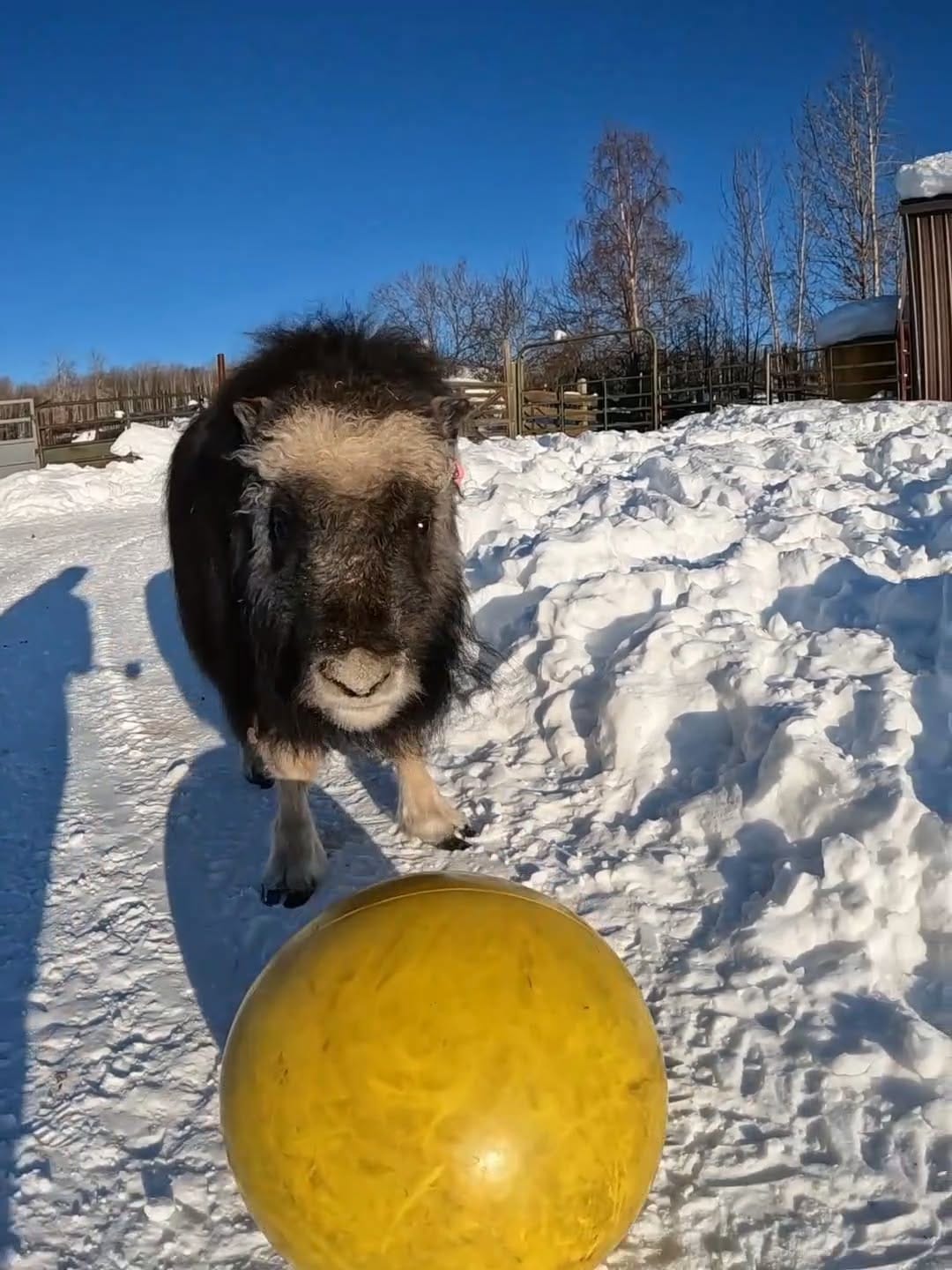 Post 8 by Large Animal Research Station on Instagram (video)