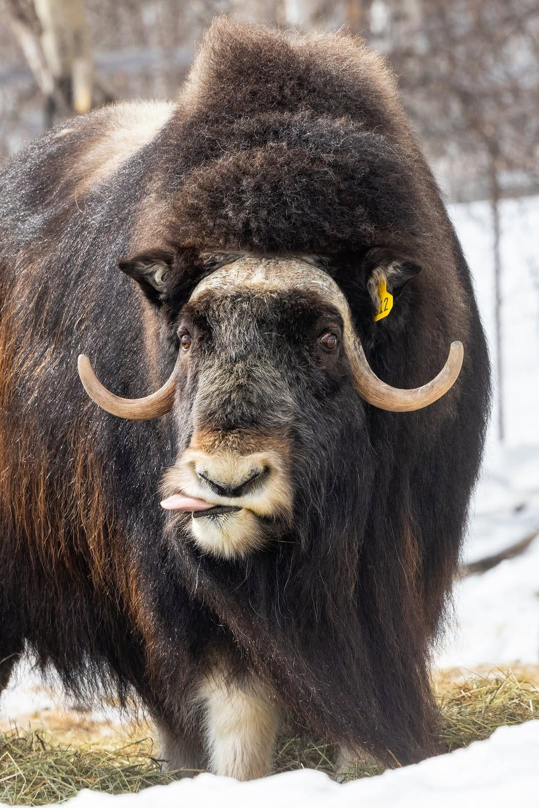 Post 3 by Large Animal Research Station on Instagram (image)