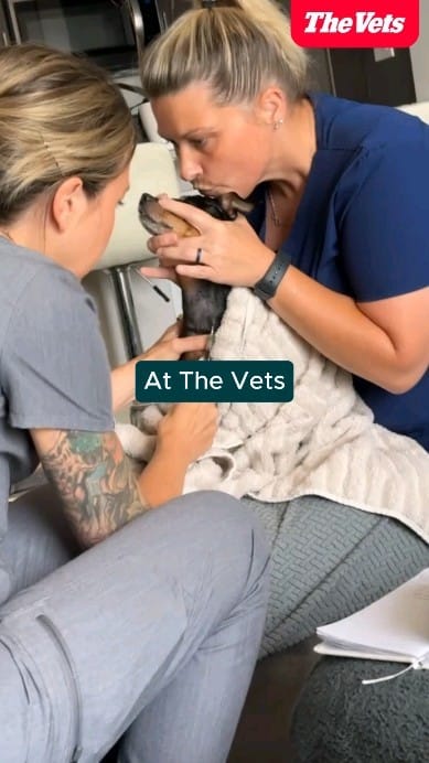 Post 9 by The Vets on Instagram (video)
