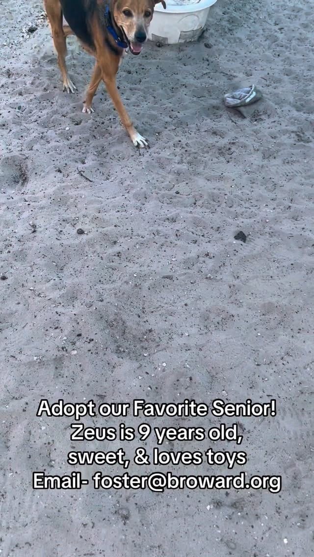 Post 5 by Broward Buddies Program on Instagram (video)