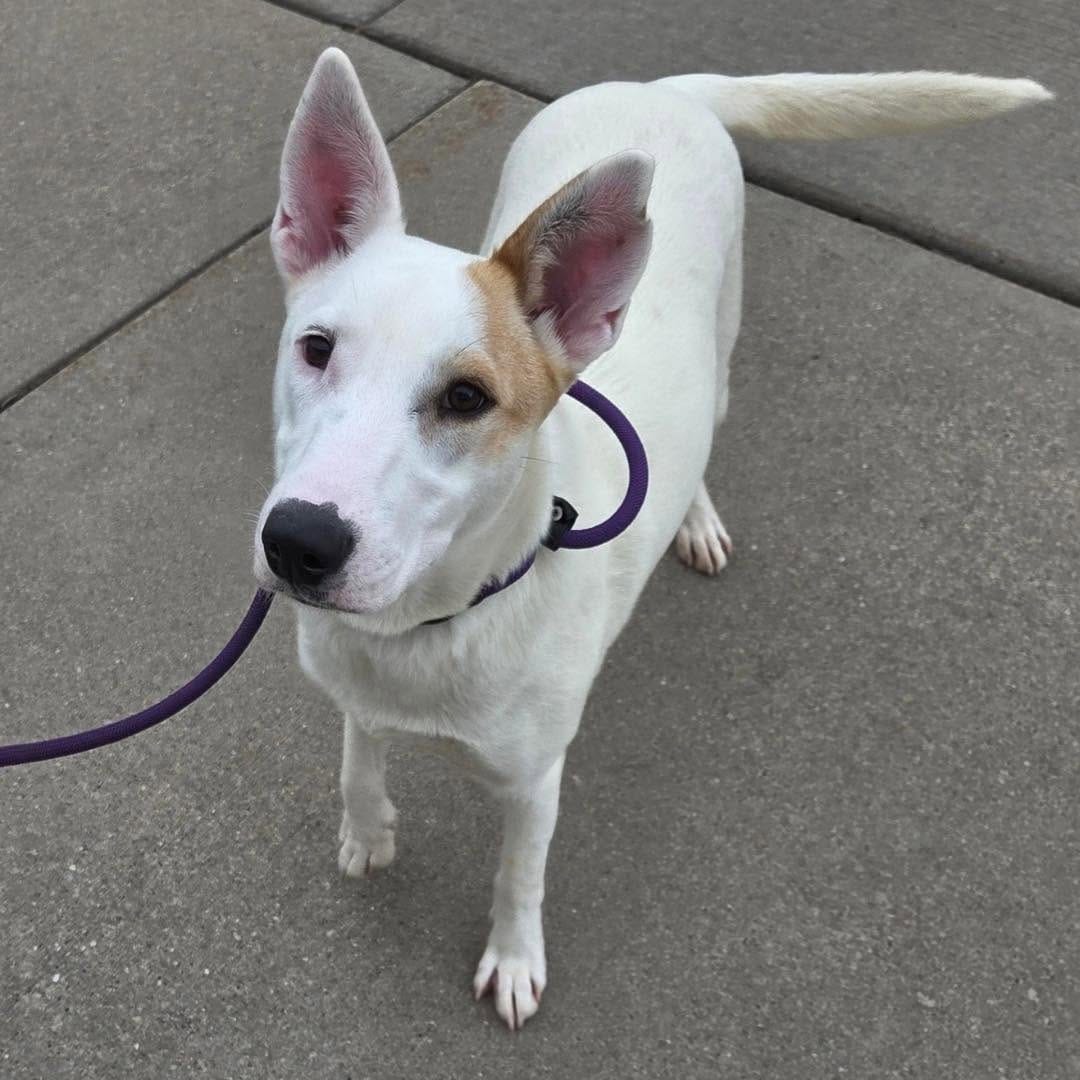 Post 6 by Dane County Humane Society on Instagram (carousel)