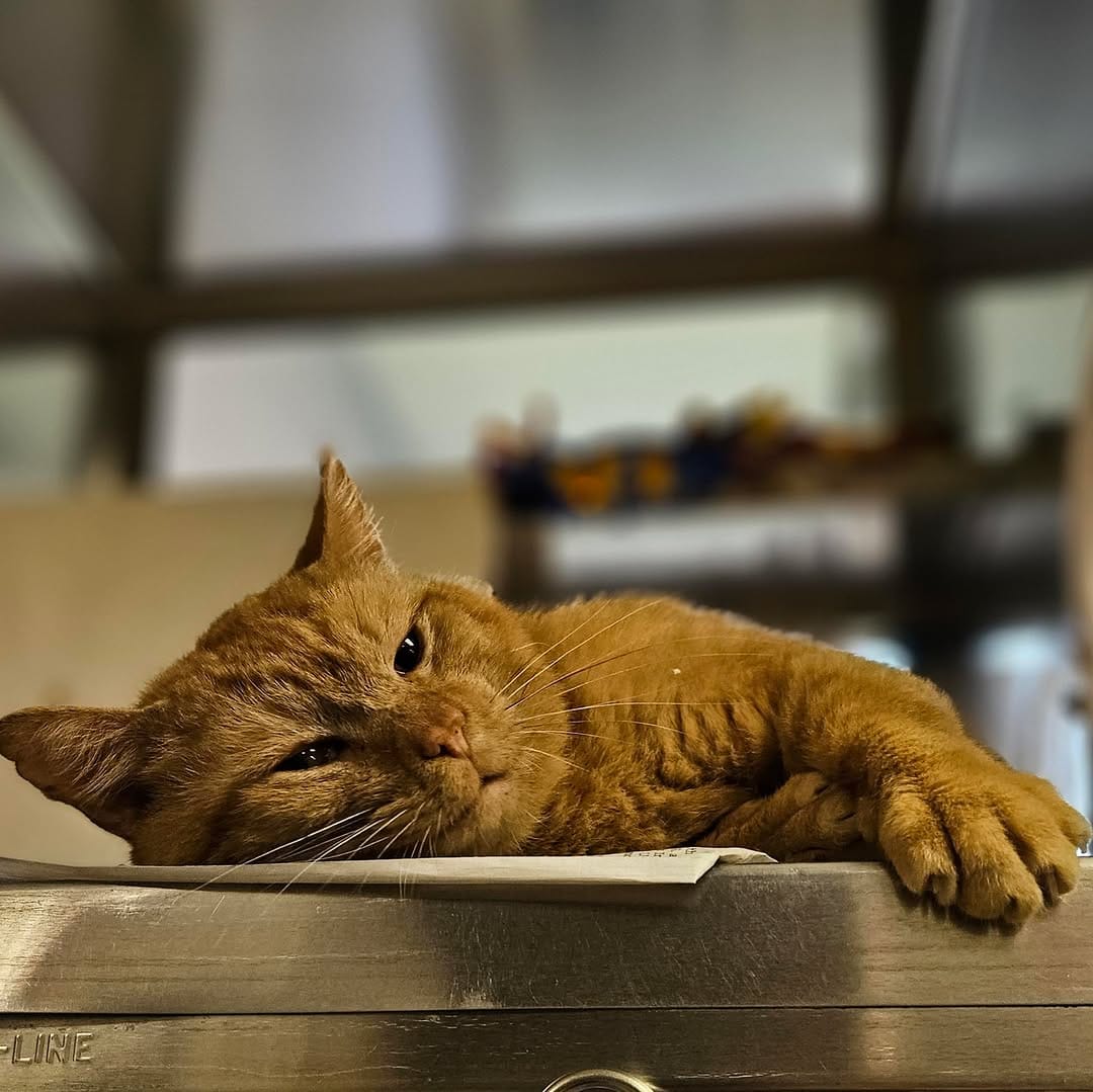 Post 5 by Dane County Humane Society on Instagram (image)