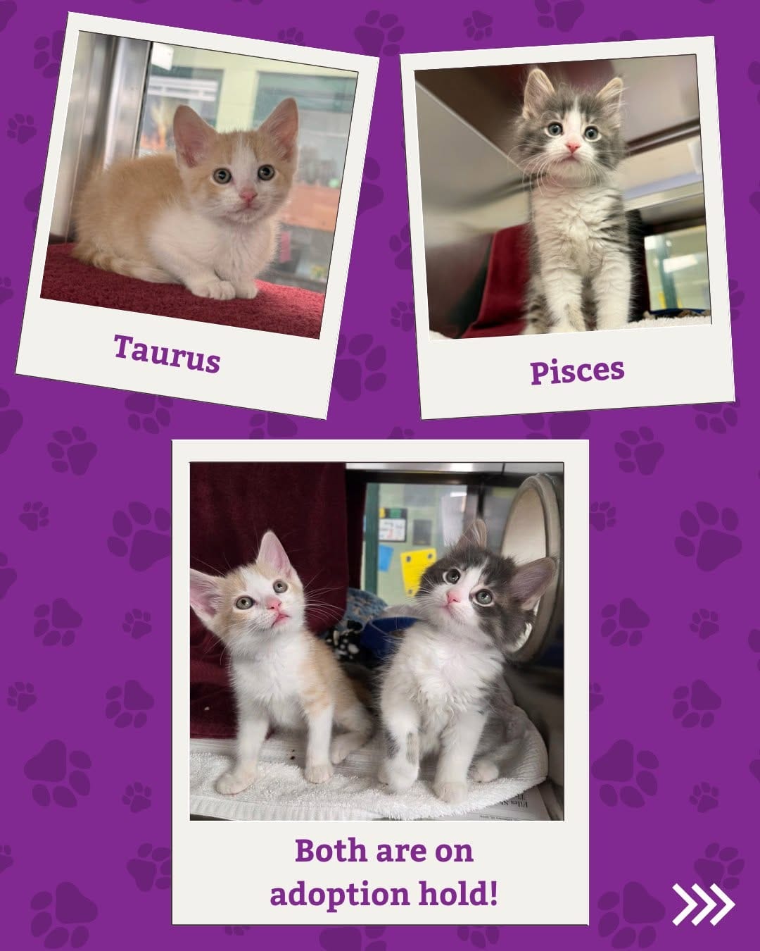 Post 2 by Dane County Humane Society on Instagram (carousel)