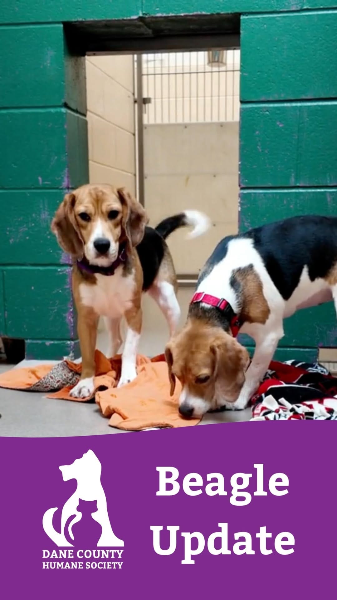 Post 3 by Dane County Humane Society on Instagram (video)