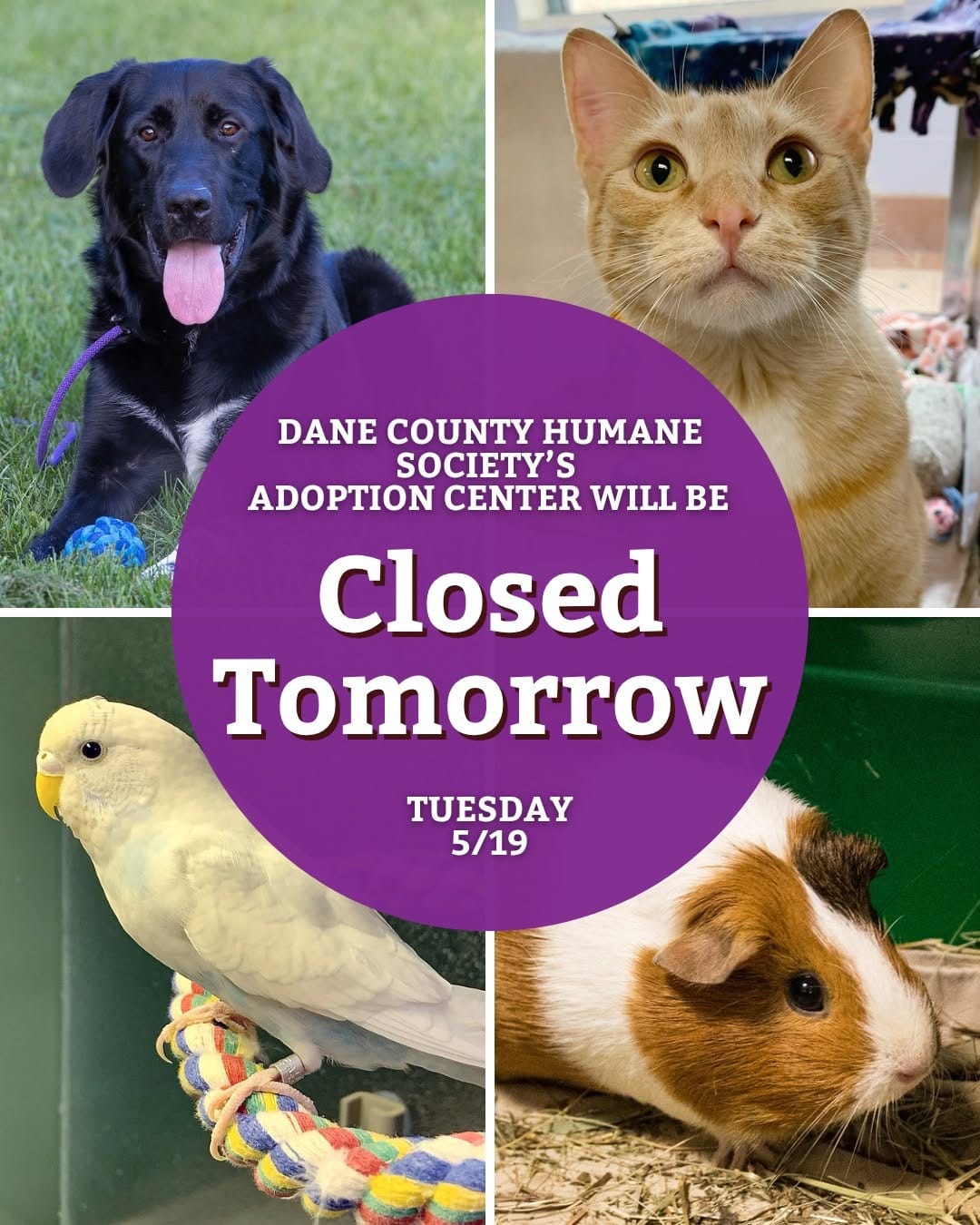 Post 7 by Dane County Humane Society on Instagram (image)