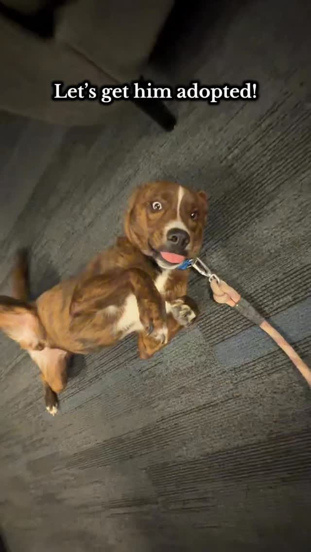 Post 4 by PAWS Shelter of Central Texas on Instagram (video)