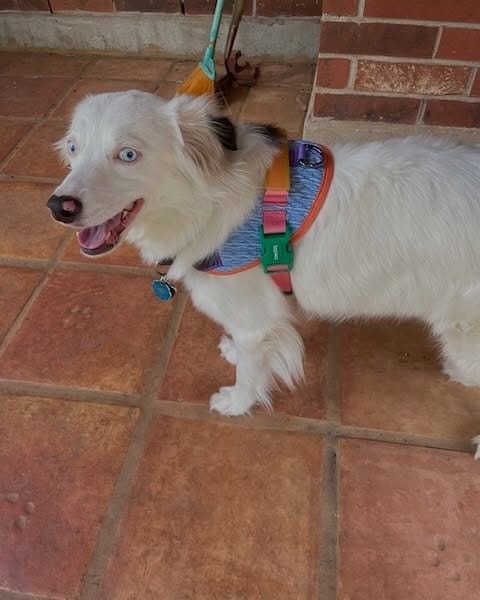 Post 2 by PAWS Shelter of Central Texas on Instagram (carousel)