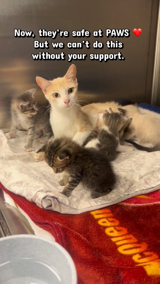 Post 8 by PAWS Shelter of Central Texas on Instagram (video)