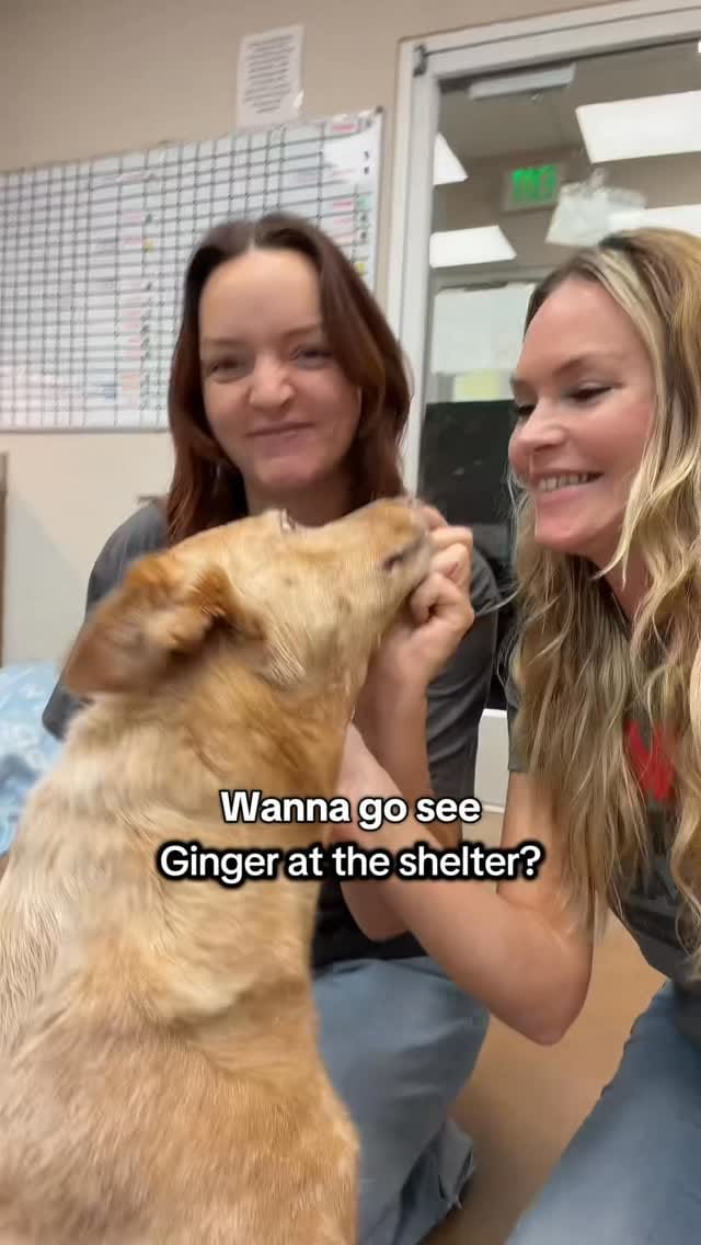 Post 7 by PAWS Shelter of Central Texas on Instagram (video)